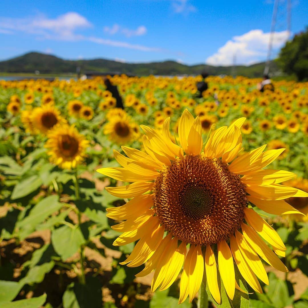 愛知県田原市さんのインスタグラム写真 - (愛知県田原市Instagram)「Yellow power injection!! * イエローパワー注入！！ * #サンテパルク　の#ひまわり畑 #キラキラ輝いてるね #ひまわりビタミンもらって #元気に夏を乗り切ろう！！ #いまが1番見頃だよ！ #ひまわり　#ヒマワリ #青空　#夏休み #たはら暮らし #渥美半島#田原市#伊良湖岬#伊良湖#赤羽根 #tahara#irago#akabane#サーフィン#surfing#田舎暮らし#日々の暮らし #休日の過ごし方#スローライフ」8月12日 8時31分 - tahara_kurashi