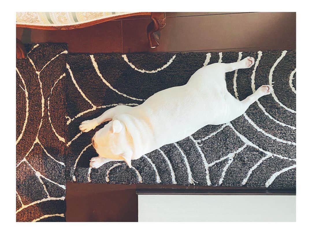 のインスタグラム：「BOO﻿ ———————————————————————﻿ ﻿ ﻿ ﻿ ﻿ ﻿ リラックスモード﻿ ﻿ ﻿ ﻿ ﻿ ﻿ ﻿ #frenchbulldog #relaxing #chilling #dog #lovedogs #whitefrenchbulldog #mydog」