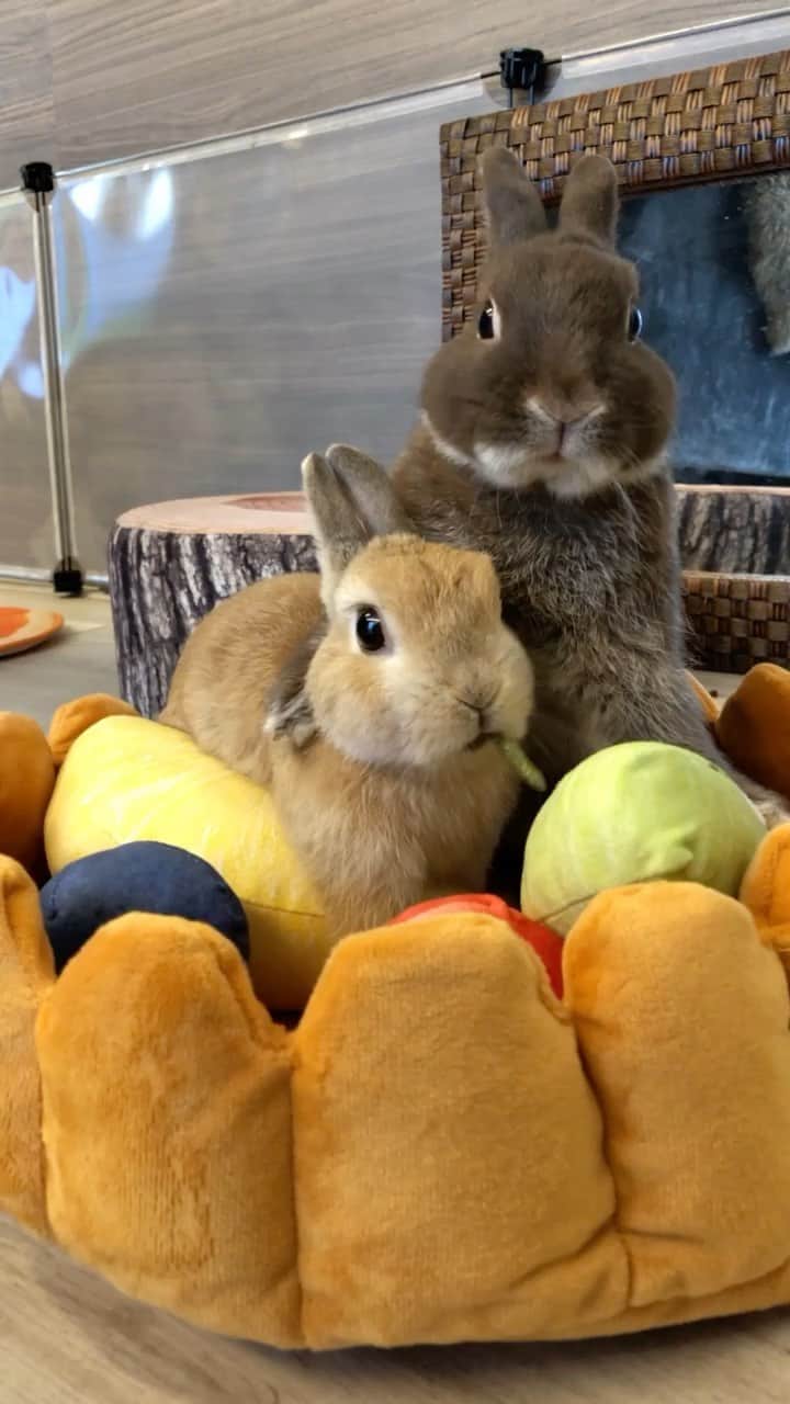 yun.ゆんのインスタグラム：「march.lemon🐻🍋＋cotton.💭 朝からフルーツタルトで肩組んでお食事でしゅよ。 🥧🍋🍓🍇🥝 . . . それぞれのタルトの使い方🥧 楽しんでくれてママはうれしいです💞😂 . ♪ ♪ ♪ #やっぱり #1番楽しんでる#コットン #フルーツタルト#ペットベッド #うさぎ#ウサギ#ネザーランドドワーフ#ZIP写真部#レモン#ふわもこ部#マーチ#多頭飼い#犬とうさぎ #rabbits#rabbitsofinstagram #rabbitstagram #petstagram #march#instapet#cutepetclub #instarabbit #bunnies #bunnylove #lapin #pecotv #WeeklyFluff #lemon #netherlanddwarf #dailyflufffeature#pecotv」