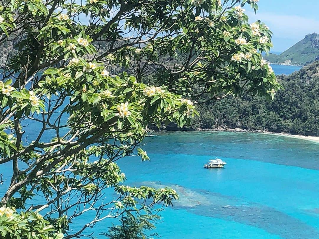 のインスタグラム：「ムニンヒメツバキとコペペ&小港海岸。青い！そして暑い！ . 東京都最南端のバス停「小港海岸」の先にある「中山峠」の道中の景色です。 この海岸、環境省が呼びかけた全国星空継続観察で「日本一の星空が見える場所」として選出されています🌟 . #小笠原 #小笠原諸島 #小笠原諸島父島 #日本一の星空 #青い空と海 #ogasawara #boninisland #blueisland #離島巡り #世界自然遺産 #父島 #自然と生きる」