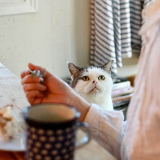 OKAさんのインスタグラム写真 - (OKAInstagram)「どうして猫はスイーツを食べちゃだめなのか伝えているところ。真剣。 #mako_memorial」8月12日 9時43分 - ytrpics
