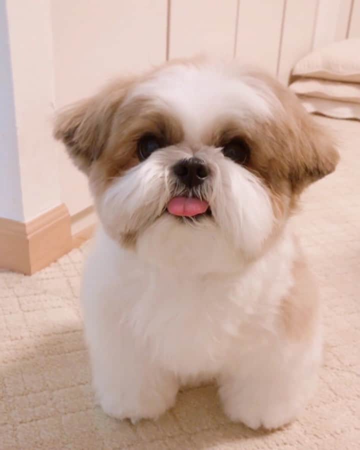 水嶋はちのインスタグラム：「I’m ready for a snack. 🐶😋😋 * * みなさんお久しぶりです！お元気ですか。  ボクは言葉をつかって気持ちを伝えられませんが、仕草や行動で一生懸命パパとママに気持ちをアピールしています🐶 オヤツが食べたいときは、両耳の間を広くして、軽く口角をあげて、お鼻を2回ペロンちょします🐶😋😋 * はちと一緒に暮らしていると、はちの言っていること、伝えたいことがわかるときがあります。 はちの感情表現は地味で目立たない時もありますが、でも実は細やかな表情のそこには多分の意味が含まていることもあって、その小さな表情から、もしかしたらこういう事が言いたいのかな？と、はちの「心の声」が聞こえたときは、ほんとうに、ほんとうに幸せいっぱいで心が満たされます💓  はちも私たち夫婦の「心の声」をいつもどんなときも聞いてくれていてドキッとすることがあります！ きっと愛犬家のみなさんなら、あるある！と共感していただけると思います😊😊 * * #はち #HACHI #シーズー大好き部 #オヤツはボーロちゃん #ボクははっちゃん #さっちゃんだけはっつあん」