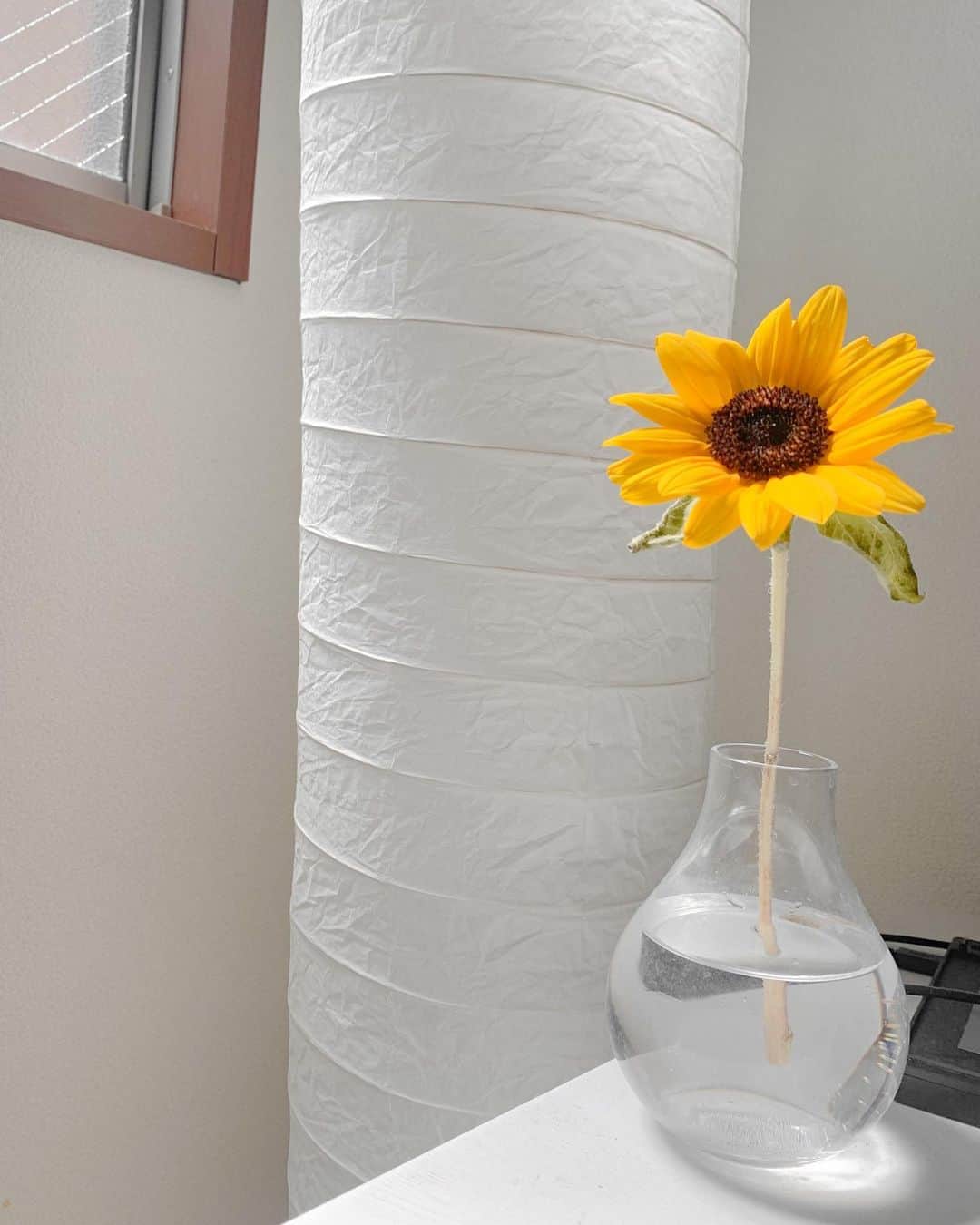 Lilmeのインスタグラム：「プレゼントで貰った向日葵が部屋の雰囲気を明るくしてくれてます🌻✨私の事を考えてプレゼントでお花を選んでくれてる姿を想像したらとっても可愛い…☺️💕 ﻿ 今日もかなり暑いので水分補給たくさんしてくださいね🦦🚿✨#sunflower」