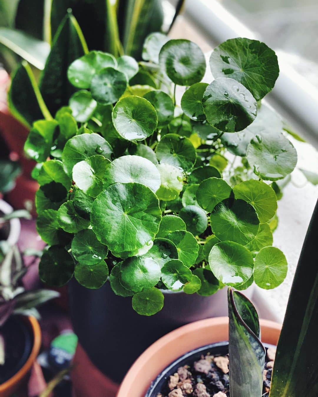 鄭碧瑩のインスタグラム：「Mr. #pennywort almost went bald after repeated spider mite attacks. What a come back kid!  On another note, orang tanam pegaga saya tanam pegaga, sehelai daun pun tak pernah makan. 😂 . . . . #plantstagram #plantsofinstagram #houseplants #plantsmakepeoplehappy #botanical #instaplants #plants #foliage #leaf #plantflife #springintoplants #plantlady #plantpotters #crazyplantlady #houseplantclub #helloplantlover #plantshelfie #houseplantsofinstagram #houseofplantlovers #junglecollective #vsco #vscocam #vscogrid #vscoplants #gardeningsg #urbanjunglebloggers #sgplantclub #plantnerd #centellaasiatica」