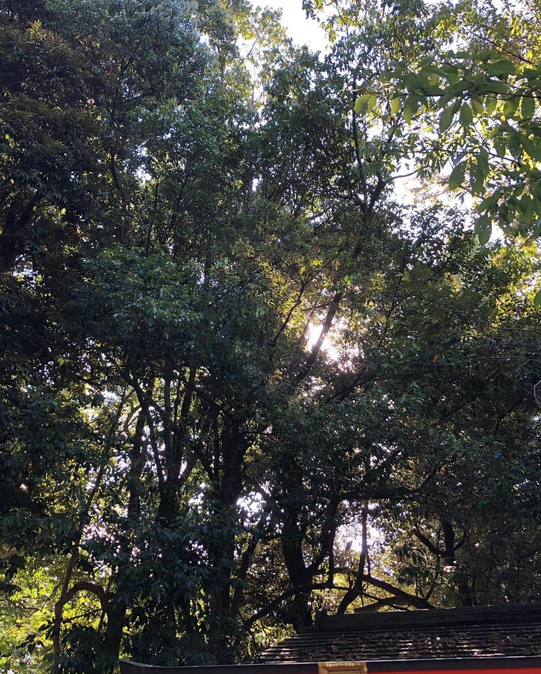 大凪真生さんのインスタグラム写真 - (大凪真生Instagram)「#京都 #下鴨神社 #糺の森  糺の森 トトロに出てくるような森の一本道 うっすら差してくる日差しが気持ちいい」8月12日 16時36分 - mao.aemee_
