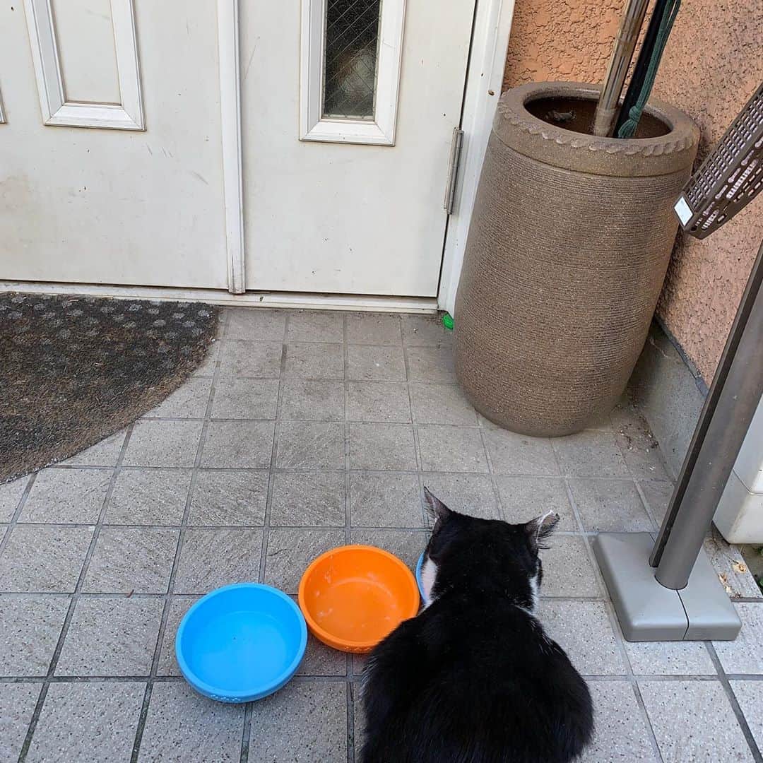 Kachimo Yoshimatsuさんのインスタグラム写真 - (Kachimo YoshimatsuInstagram)「おはようイカスミ！ Good Morning Ikasumi! なんか見られてる。 Seen by someone.  ミ、ミケ子さん！ まだ外に出たいのか？  イカスミが気になるのか？  #うちの猫ら #ikasumi #mikeko #猫 #ねこ #cat #ネコ #catstagram #ネコ部 http://kachimo.exblog.jp」8月12日 11時10分 - kachimo