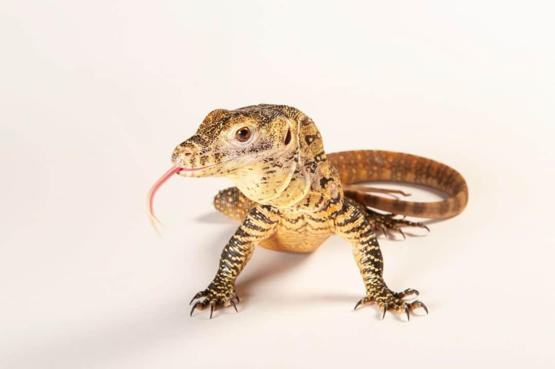 ナショナルジオグラフィックさんのインスタグラム写真 - (ナショナルジオグラフィックInstagram)「Photo by @joelsartore I Komodo dragons like this one @sedgwickcountyzoo are limited to a few Indonesian islands, including Rintja, Padar, Flores, and Komodo. However, they have not been seen on Padar since the 1970s, as a result of the poaching of deer, the reptile’s primary source of prey. These predators are at the top of their food chain, relying on strength and power to take down prey. A single bite delivers saliva loaded with bacteria and venom capable of killing prey within a few days. After the animal dies, the Komodo uses its powerful sense of smell to locate the body. Today, this species is threatened by limited prey availability, loss of habitat, and hunting. The establishment of Komodo National Park and anti-poaching laws have helped protect the dragons, although illegal activity still takes place. To see more species featured in the Photo Ark, follow me @joelsartore. #PhotoArk #savetogether」8月12日 11時34分 - natgeo