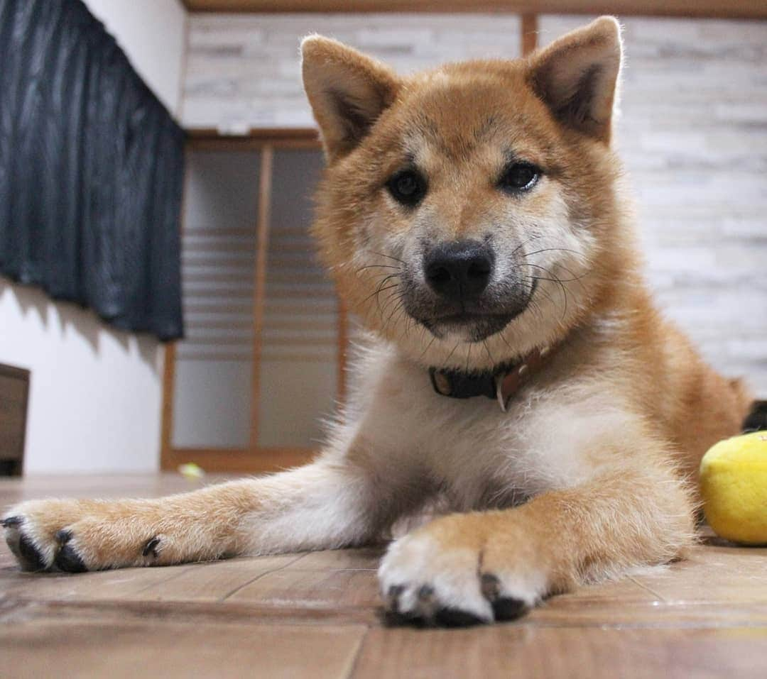 柴犬たま Shibainu Tamaさんのインスタグラム写真 - (柴犬たま Shibainu TamaInstagram)「表情や仕草が本当にたまそっくり‼️﻿ ウニの方が少し幼いくらい？🤭﻿ ﻿ ちなみに5枚目がたま💡﻿ ﻿﻿﻿﻿﻿ Caption trans🇬🇧﻿﻿﻿﻿﻿ Uni is similar to Tama in expression and gestures‼️ Uni is younger than Tama🤭 By the way, pic5 is Tama💡﻿ ﻿﻿﻿﻿﻿ #柴犬たま #たママ #たまーば #たま家族 #柴犬ウニ #隔世遺伝 #祖母と孫 #あご乗せ #ふわもこ #かなりひし形 #カモメ眉毛 #カモメ眉毛﻿ #柴犬 #shiba #shibainu #shibastagram #犬 #dog #柴犬子犬 #子犬 #shibapuppy #shibainupuppy #puppy #多頭飼い」8月12日 11時30分 - tama7653