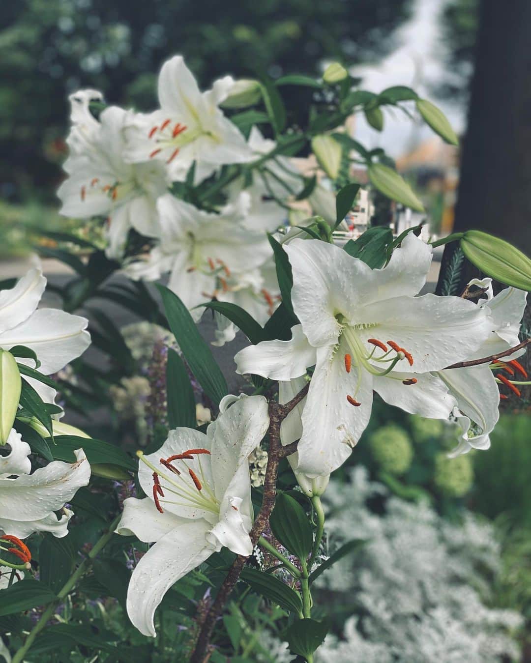 MiChiのインスタグラム：「Walk. Stop. See and Smell the flowers (and take a pic😘) 🤍 #nature#flowers#tokyo#artinspo」