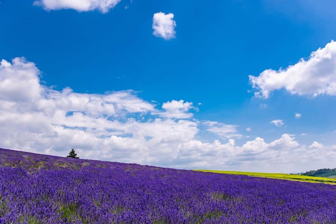 THE GATEさんのインスタグラム写真 - (THE GATEInstagram)「【 Kanno Farm// #Hokkaido 】 Kanno Farm is between Biei-cho and Kamifurano-cho, in central Hokkaido.  l This tourist farm is popular for its flower beds that spread over a gentle hill like a colorful carpet of blooming flowers such as purple lavender, German iris, and sage.  l Kanno Farm is a Hokkaido highlight and a perfect photo spot. You can have a break from flower watching at the shop Kinkonkan.  . ————————————————————————————— ◉Adress 12-36 Kamifuranocho nishi, Sorachi-gun, Hokkaido Prefecture ————————————————————————————— Follow @thegate.japan for daily dose of inspiration from Japan and for your future travel.  Tag your own photos from your past memories in Japan with #thegatejp to give us permission to repost !  Check more information about Japan. →@thegate.japan . #japanlovers #Japan_photogroup #viewing #Visitjapanphilipines #Visitjapantw #Visitjapanus #Visitjapanfr #Sightseeingjapan #Triptojapan  #粉我 #Instatravelers #Instatravelphotography #Instatravellife #Instagramjapanphoto #lavenderfields #라벤더축제  #薰衣草 #lavandaflower #campodelavanda #薰衣草田 #라벤더밭 #furano #furanohokkaido #furanojapan #hokkaidosgram #hokkaidotrip  #kannofarm」8月12日 12時00分 - thegate_travel