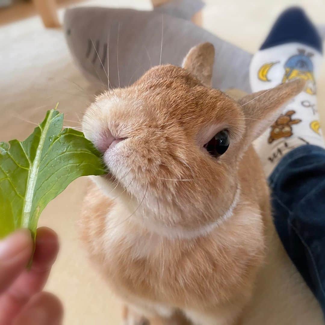 ラン?さんのインスタグラム写真 - (ラン?Instagram)「最近小松菜がお気に入り♡ ペレットも食べてくれるんだけど、小松菜の方が割合が多くなってしまって、、( ˊᵕˋ ;) でも、うっ滞になって以降、「あぁ♡ごはん食べてる♡うんぴ出てる♡」って、当たり前のことが嬉しい日々なのです(  ˊᵕˋ )♡ ☆  #うさぎ #ネザーランドドワーフ #rabbit #bunny #bunnystagram  #rabbitstagram  #cute  #かわいい #ふわもこ部  #もふもふ  #zip写真部  #アニマル写真部 #instagramjapan #netherlanddwarf #うさぎと暮らす  #うさぎのいる暮らし #癒し #kawaii #ランちゃん  2020.08.12」8月12日 12時14分 - mofumofuusako