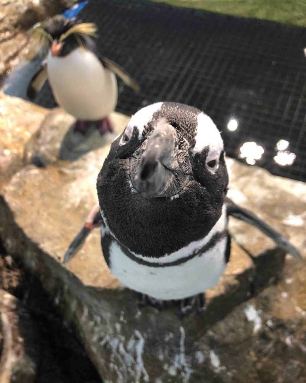 アクアパーク品川さんのインスタグラム写真 - (アクアパーク品川Instagram)「「撮って撮ってー🐧！」⁣ ばっちりカメラ目線をきめてくれたケープペンギン✨⁣ 真正面のお顔も、なかなか可愛いでしょう♡⁣ ⁣ #ケープペンギン⁣ #ペンギン⁣ #penguin⁣ #ワイルドストリート⁣ #カメラ目線⁣ #キメポーズ⁣ #癒し⁣ ⁣ #マクセルアクアパーク品川⁣ #MaxellAquaParkShinagawa⁣ #アクアパーク⁣ #aquapark⁣ #アクアパーク品川⁣ #aquaparkshinagawa⁣ #水族館⁣ #aquarium」8月12日 12時21分 - aquapark_official