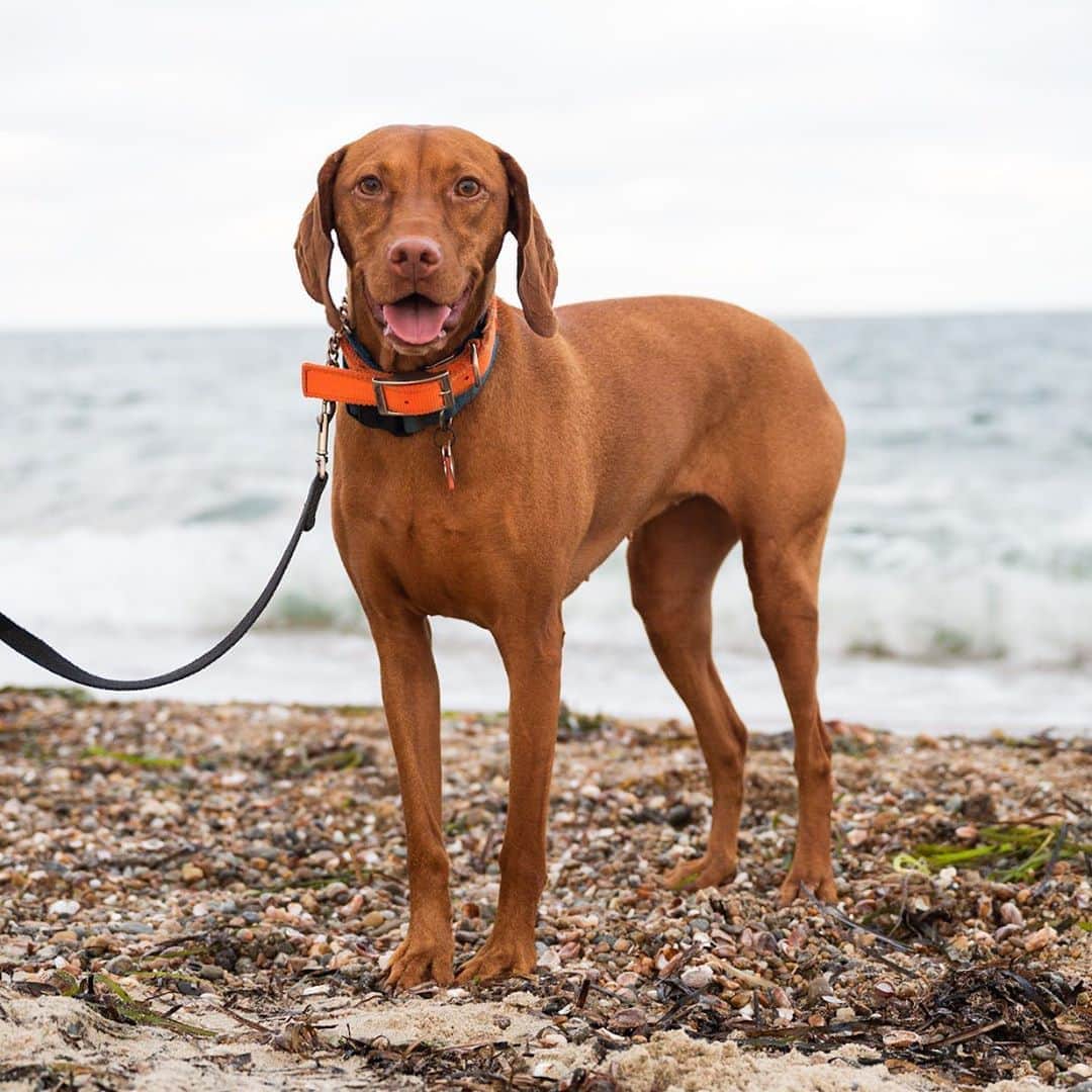The Dogistさんのインスタグラム写真 - (The DogistInstagram)「Roo, Vizsla (4 y/o), Falmouth Heights Beach, Falmouth, MA • “She’s skittish; I got her at 10 months old knowing she was. I recently lost my 14-year-old vizsla. She’s wonderful, though. Once she gets to know you she’s up in your lap.”」8月12日 12時28分 - thedogist