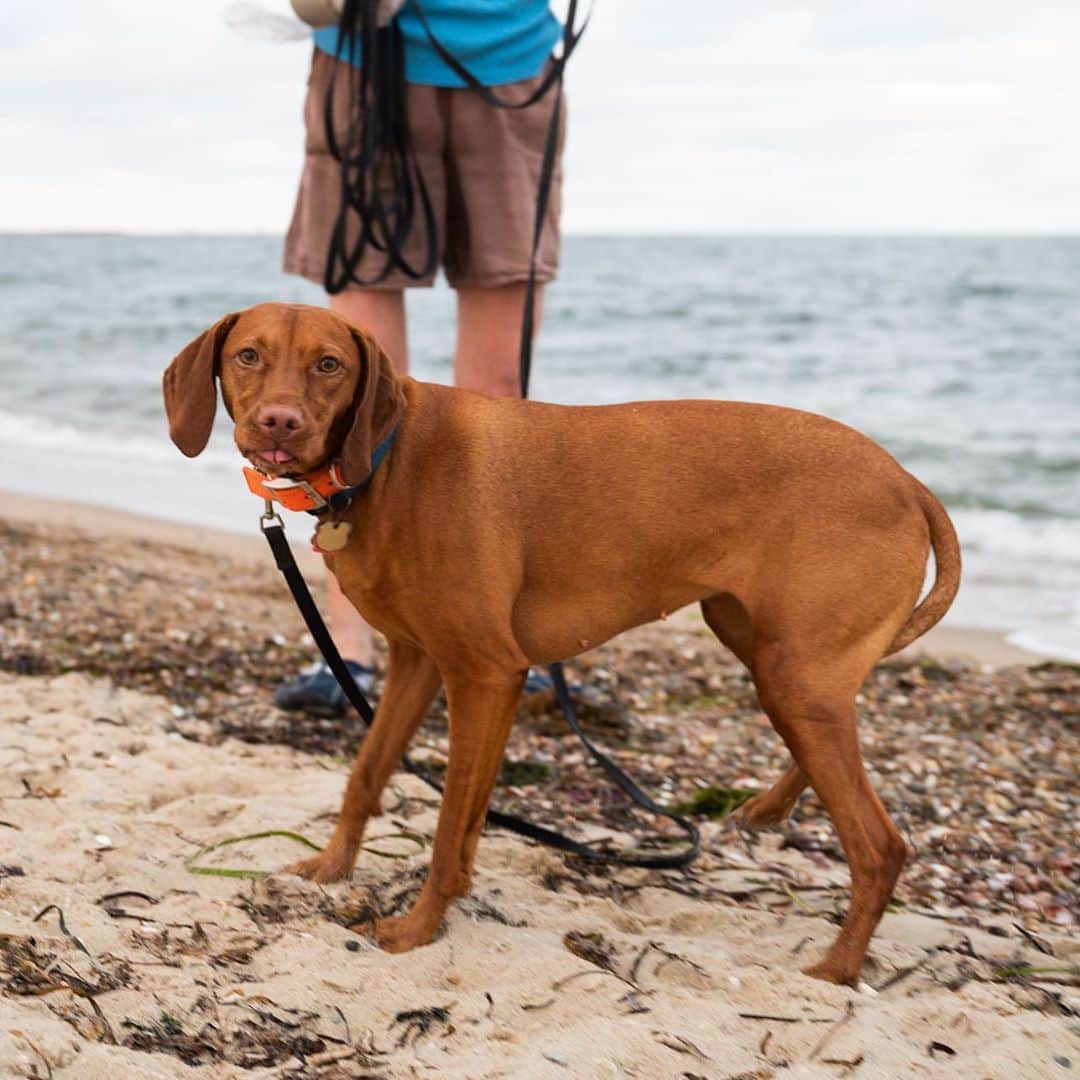 The Dogistさんのインスタグラム写真 - (The DogistInstagram)「Roo, Vizsla (4 y/o), Falmouth Heights Beach, Falmouth, MA • “She’s skittish; I got her at 10 months old knowing she was. I recently lost my 14-year-old vizsla. She’s wonderful, though. Once she gets to know you she’s up in your lap.”」8月12日 12時28分 - thedogist