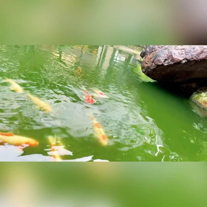 のインスタグラム：「池に近付くと錦鯉ちゃん達がいっぱい集まって来てなんだか楽しい時間デシタww🎶  #錦鯉 #鯉 #池 #鯉の泳ぐ池  #楽しい時間」