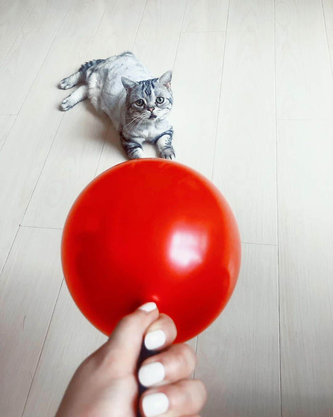 ルフさんのインスタグラム写真 - (ルフInstagram)「Plz don’t trust Luhu’s face,actually he is so happy, because he knows we are setting up his birthday party like every year,he always super enjoy his party ~~ - - #luhu #cat #sadcat #angel #adorable #lovely #familylove」8月12日 12時43分 - lanlan731