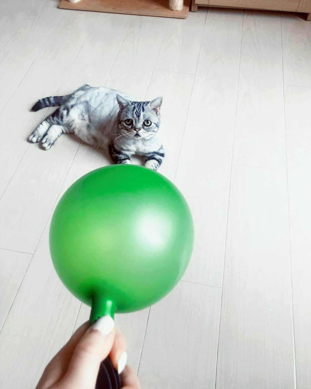 ルフさんのインスタグラム写真 - (ルフInstagram)「Plz don’t trust Luhu’s face,actually he is so happy, because he knows we are setting up his birthday party like every year,he always super enjoy his party ~~ - - #luhu #cat #sadcat #angel #adorable #lovely #familylove」8月12日 12時43分 - lanlan731