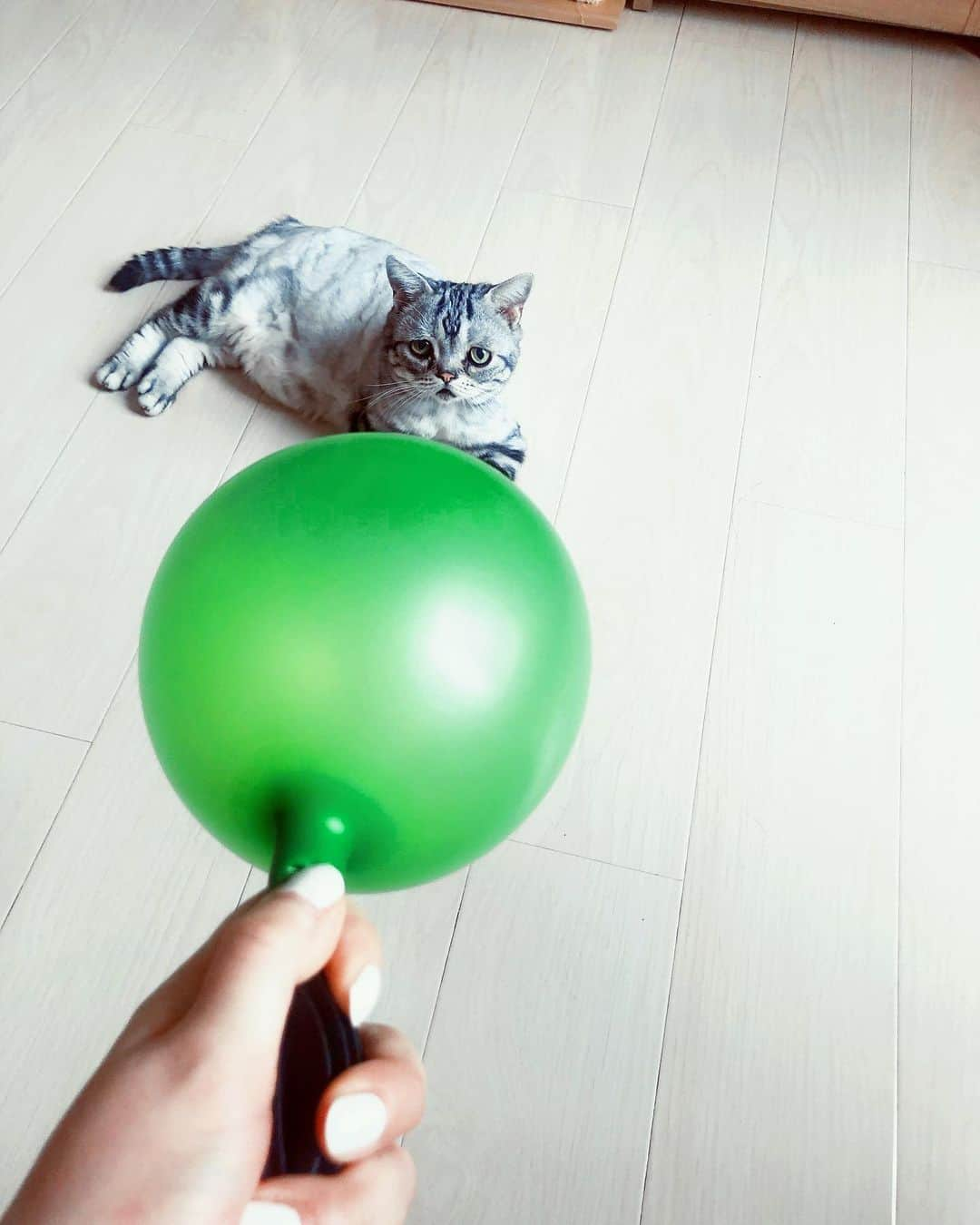 ルフさんのインスタグラム写真 - (ルフInstagram)「Plz don’t trust Luhu’s face,actually he is so happy, because he knows we are setting up his birthday party like every year,he always super enjoy his party ~~ - - #luhu #cat #sadcat #angel #adorable #lovely #familylove」8月12日 12時43分 - lanlan731