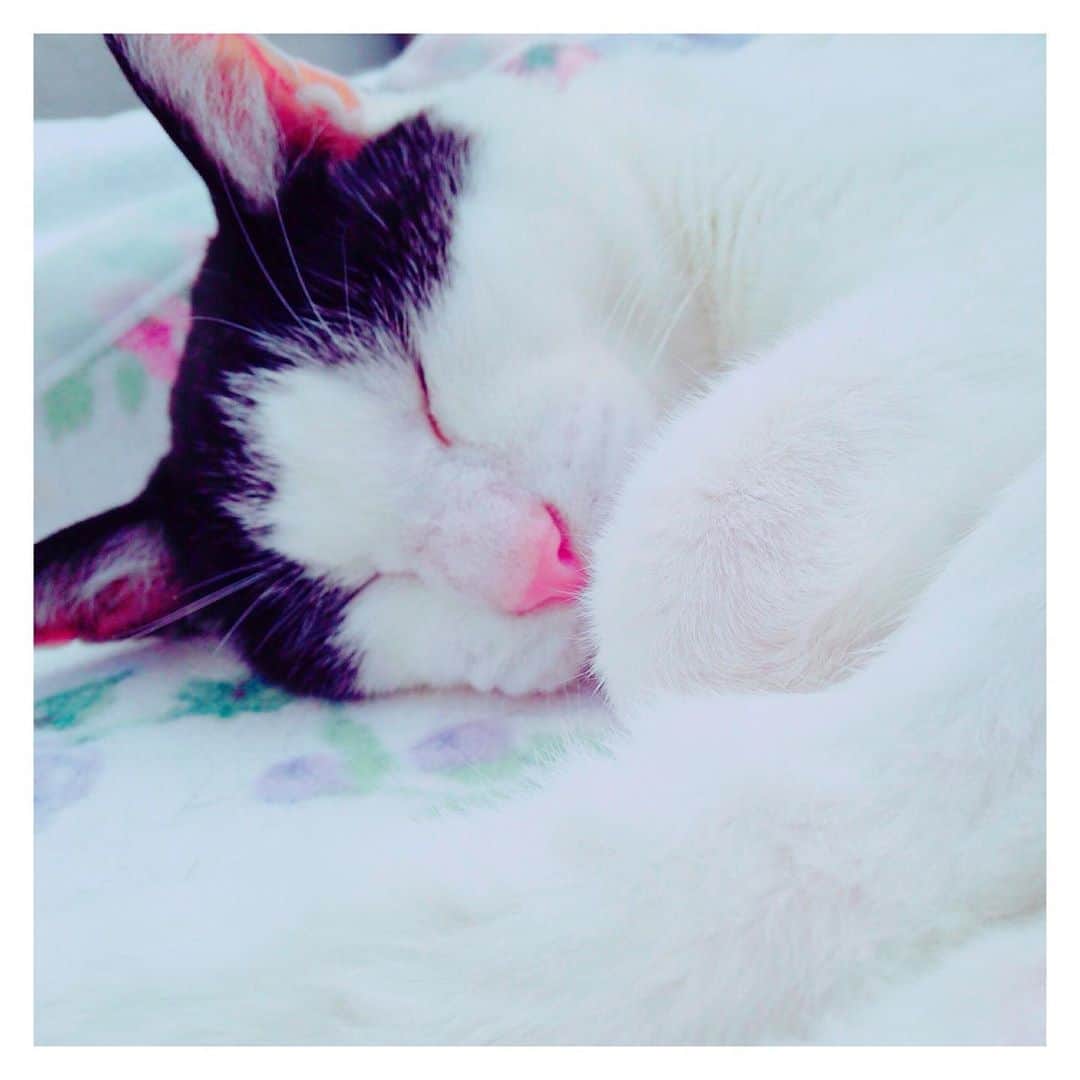 理絵さんのインスタグラム写真 - (理絵Instagram)「病院の帰りに猫プリンを購入🍮🐈  ビンが欲しかったの！左がマメちゃんで右がのんちゃんだと思うの💗  #猫プリン  #プリン #Pudding #푸딩 #スイーツ #デザート #瓶 #tokyo #japan #猫 #고양이 #cat」8月12日 13時02分 - ____rie____