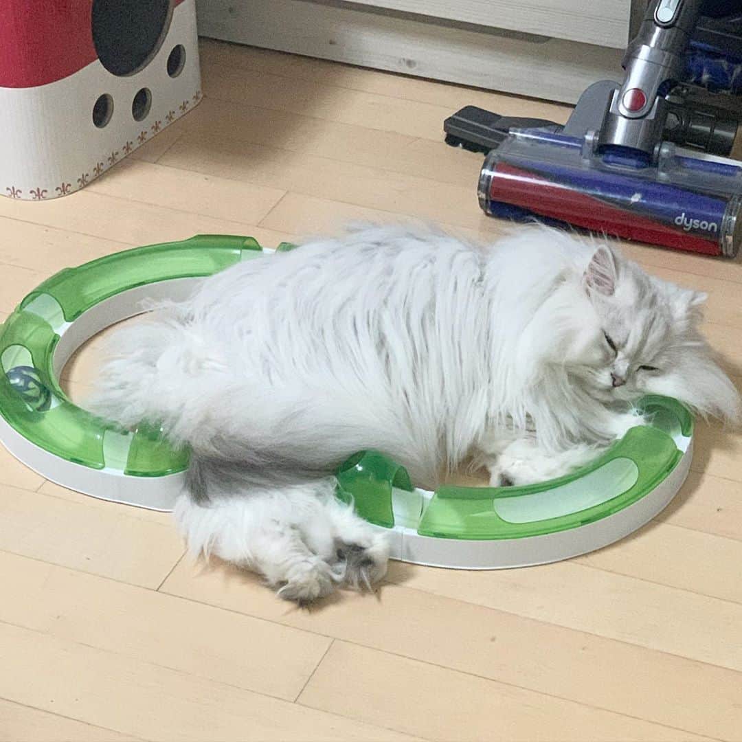 후추네큰언니のインスタグラム：「뒷다리 저렇게 껴 놓은게 너무 웃기다 ㅋㅋㅋㅋㅋㅋㅋㅋㅋㅋㅋㅋㅋ  . . . . . #후추  #고양이  #냥스타그램 #캣스타그램  #Hoochu #Hoochuthecat #cat #cats #catstagram #catsofinstagram #topcatphoto #bestmeow #ilovecat #cute #fluffy #petstagram #instacats」