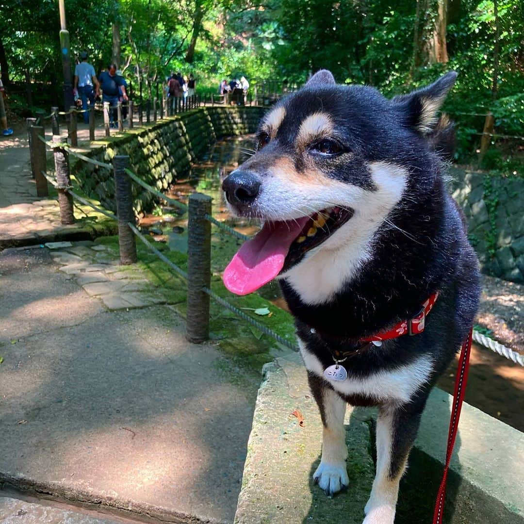 vo_coのインスタグラム：「☀️ 少し寝坊するともはやご近所散歩は不可能になるので、ちょっと遠出して等々力渓谷へ避暑散歩 渓谷に降りただけで体感温度10℃くらい違うイメージ！ 都心から最も近い避暑地、これからも活用させてもらいます * #shibastagram #instashiba #shiba #shibainu #黒柴 #柴犬」