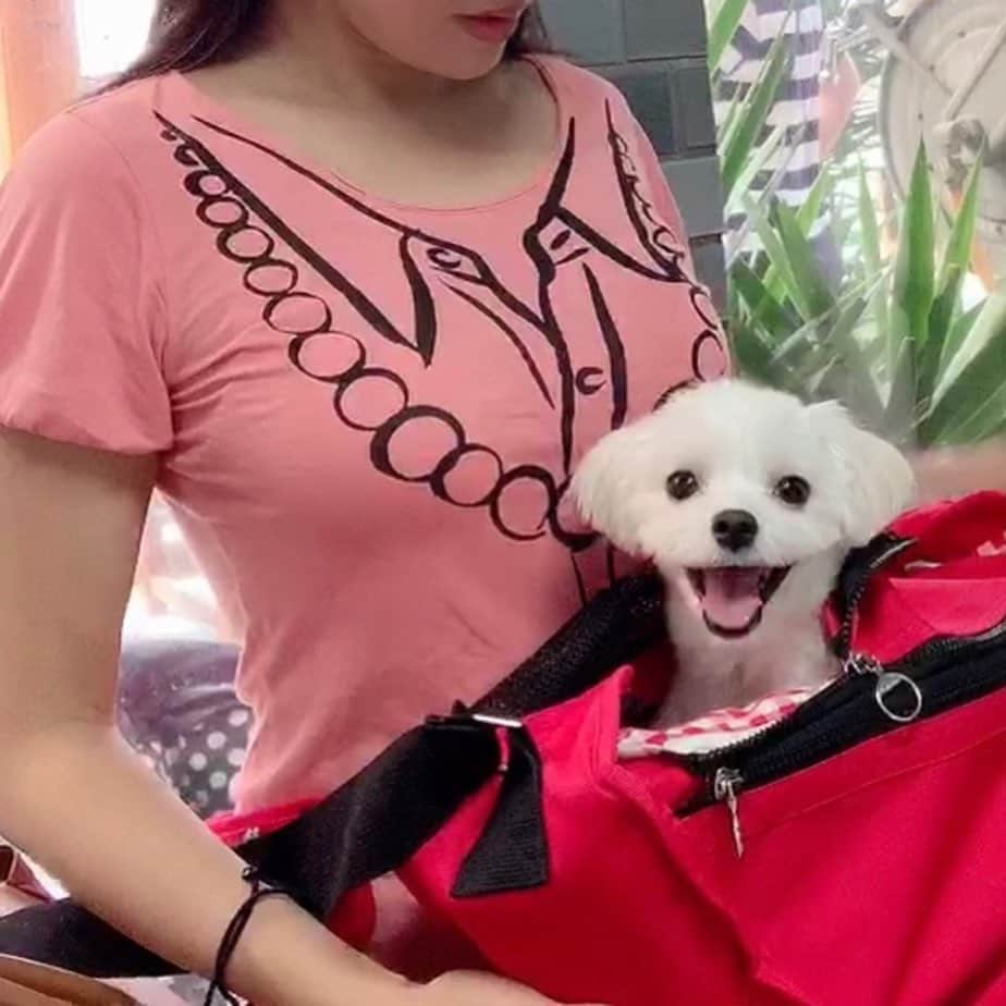 のインスタグラム：「【世界を変えたいのなら自分が変わること】 . まりん🐕笑ってる〜💕 可愛い☺️ 　 あ、そうそう🗣 ストーリーにはアップしてたけど、まりんは引き続き理学療法（高圧酸素療法とレーザー療法）を受けるため、継続して横浜まで通っています。 . それでね、点と点が繋がったというか、 私の中で、ずっと気にかかっていた疑問が解けました。 . というのも先日の診察のとき、 いつものように先生に丁寧に診察をしていただき、足はまだ力の入っていない所もあるけれど、可動域が広がってきて充分使えているし、当初懸念していた糸の問題も大丈夫！とのこと。（糸の問題があればもっと使えなくなっているし、すごく元気なので、まりんの体調の良さが炎症に勝っているとのこと） . で、「ちょっとお顔を見せてください」と、まりんの顔や首、背中辺りを診ていて、「咳がでたり、お水を飲むとむせたりしますか？」って聞かれて、 . 私はまりんがパピーの頃から（門脈シャントの症状が出る前から）ずっと気になっていたのが、まさに「よく咳をする・お水を飲むとむせる・よく逆クシャミをする」ことだったので、それを伝えました。 . すると先生が、「頚椎形成不全の可能性が高い」と仰ってパテラ（膝蓋骨脱臼）の子は、頚椎形成不全を持っていることが多いのだそうで、すぐにレントゲン等の資料を確認＆診察して下さった結果、まりんは頚椎形成不全のグレード1、とのことでした。 . この病気は小型犬に多く、遺伝性のもので、本来閉じているはずの頚椎が開いていて、まりんの場合は頸椎の1番目の骨と2番目の骨（頭の骨）のつながりが生まれつき甘いんですって。 . 骨と背骨の1本1本の間から神経の根っこが出ていて、それが近いところに命令を送っているそうで、1番目と2番目は、ちょうど喉元の所にあたるから、咳が出やすかったり、お水を飲むとむせたりするのだそう。（他にも出やすい症状→いびき、逆クシャミ、興奮、嘔吐etc…これら全てまりんに当てはまります😳） . 又、急な気圧の変化（特に低気圧）に敏感に反応するのが特徴なのだそう。 . . ですが、先生曰く、 まりんは意外としっかりしていて、 グレード1の本当に軽いものだから あまり気にしなくて良いそうです。 . . あと、これとは別に、 まりんが岡山の病院で、門脈シャントの手術をする前のMRIで「軽い水頭症がある」と診断されたことも伝えたら、 . こちらも まりんはかなり軽いので、 今のところ、そんな心配しなくてよい。 . 特に、腫れ☀️→雨雲がきているとき☁️に咳が出たり、部屋の片隅に行くようなことがあれば言ってください、とのことでした。（この病気も天候や気圧の変化に関連して、脳の圧が上がったりすると脳が押されて発作が出るそう） . . 一生付き合っていくような病気らしいですが、新たにレーザーも追加で頸椎の所に当ててもらうことになったし、 有難いことに まりんはかなり軽いので、敵視せず、仲良く付き合っていこうと思っています。 . 今回の足もまりんは、「安心した生活に戻りストレスフリー＆心身の体調の良さが炎症に勝っている」とのことだったので、そこは母ちゃんに任せんしゃい！🙋🏻‍♀️ . . …… あ、あと水頭症の「部屋の片隅に行く」で思い出して、まりんが門脈シャントからの肝性脳症になったとき、部屋の片隅に行ってたのを思い出して先生に話したら、「シャントからの意識障害と水頭症は別だから大丈夫」とのことで、 . 「昨年の春のまりんちゃんの状態＆症状だったら、1週間もたなかったと思います」って仰っていて（私も当時そう思い）ほんと時間勝負だと思ったのを思い出し、最高の流れで最速で岡山の先生にまりんの命を救っていただき、先生をはじめ、全てのものに感謝しきれないです。涙🙏💖 . . まりんは今朝も少し吐いて、逆クシャミをしてたけど、逆クシャミはただ寄り添り、見守ってたら数秒～1分程度で終わりますし、対処法もバッチリなので（鼻に息を吹きかけたり鼻先に軽く手を当てる、喉元や胸を撫でてあげる）こちらも仲良く付き合っていきます☺️ . . …… 何にしてもそうだけど、自分でコントロールできること、できないことを見極めるって本当に大事。 . 自分ではコントロールできないことって、どうしても存在します。 それに対してあれこれと思い悩んでも、自分ではどうすることもできないよね。 . その上で、 ・自分にできることを。 ・最も後悔しないと思う道を。 ・自分の中の真実（本音）を。 ・コントロールできないこと（他人やどうしようもないこと）を手放し、自分が愛であれば必要なことが起こる💫 . . そもそも「他人を変えたい」というのは、「その方が自分がいい思いができる」ってのが裏にある場合がほとんどですし（笑）他人はあなたを喜ばせるために存在しているのではないからね。 . 逆に言うと、あなたは他人の期待に応えるために生きなくていいし、自分を生きていい。（相手にがっかりされても、嫌な顔をされても、否定されても、それは相手の都合や価値観だからね） . 　 自分が変われば 出会う人や 世界も変わる✨ . 世界を変えたいのなら 自分が変わること。 . 変えるのは外側ではなく内側☺️♡ . . #本田裕子」