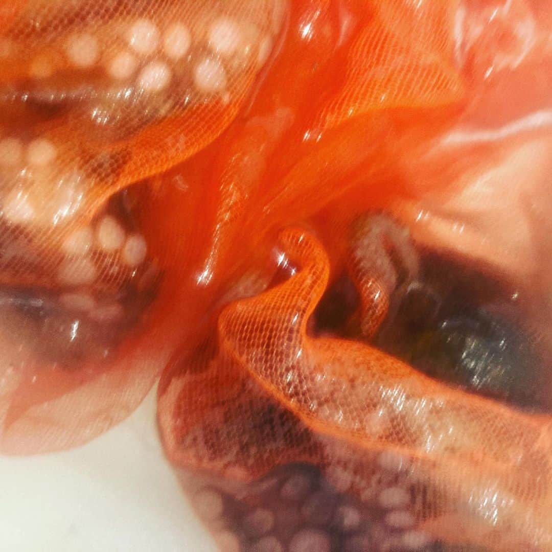魚金さんのインスタグラム写真 - (魚金Instagram)「市場で活魚を買うと空気をパンパンに入れて出荷してくれます。  ビンビンの活タコをヌメリを塩でとってからとにかく揉む！ 30分位揉み続けるとタコの皮膚が鮫肌の様になり水掻きの所が締まってきます。この揉みが甘いと水掻きの所がぶよぶよだったり皮の赤い部分がズル剥けたりするんです。 桜煮などにする場合は又違う処理になるんですがお刺身用に茹で蛸するなら頑張って揉んでみましょう！  やっぱりマダコは旨いっす  仕入部　片之坂 #錦町#新橋#玉子#居酒屋#銀座#京橋#さんま#海鮮丼#刺身#吉祥寺#オイスター#池袋#さんま#ぶり#刺身盛り合わせ#パエリア#渋谷#魚好きと繋がりたい #レモンサワー#始めました#神楽坂#横浜グルメ#飲酒タグラム#野菜たっぷり#日本酒好きな人と繋がりたい #おべんとう記録 #マダコ#ステーキ#鳥 #yummy」8月12日 14時12分 - uokin_koho