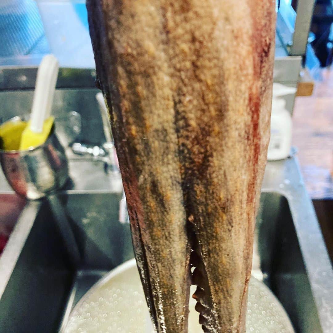 魚金さんのインスタグラム写真 - (魚金Instagram)「市場で活魚を買うと空気をパンパンに入れて出荷してくれます。  ビンビンの活タコをヌメリを塩でとってからとにかく揉む！ 30分位揉み続けるとタコの皮膚が鮫肌の様になり水掻きの所が締まってきます。この揉みが甘いと水掻きの所がぶよぶよだったり皮の赤い部分がズル剥けたりするんです。 桜煮などにする場合は又違う処理になるんですがお刺身用に茹で蛸するなら頑張って揉んでみましょう！  やっぱりマダコは旨いっす  仕入部　片之坂 #錦町#新橋#玉子#居酒屋#銀座#京橋#さんま#海鮮丼#刺身#吉祥寺#オイスター#池袋#さんま#ぶり#刺身盛り合わせ#パエリア#渋谷#魚好きと繋がりたい #レモンサワー#始めました#神楽坂#横浜グルメ#飲酒タグラム#野菜たっぷり#日本酒好きな人と繋がりたい #おべんとう記録 #マダコ#ステーキ#鳥 #yummy」8月12日 14時12分 - uokin_koho