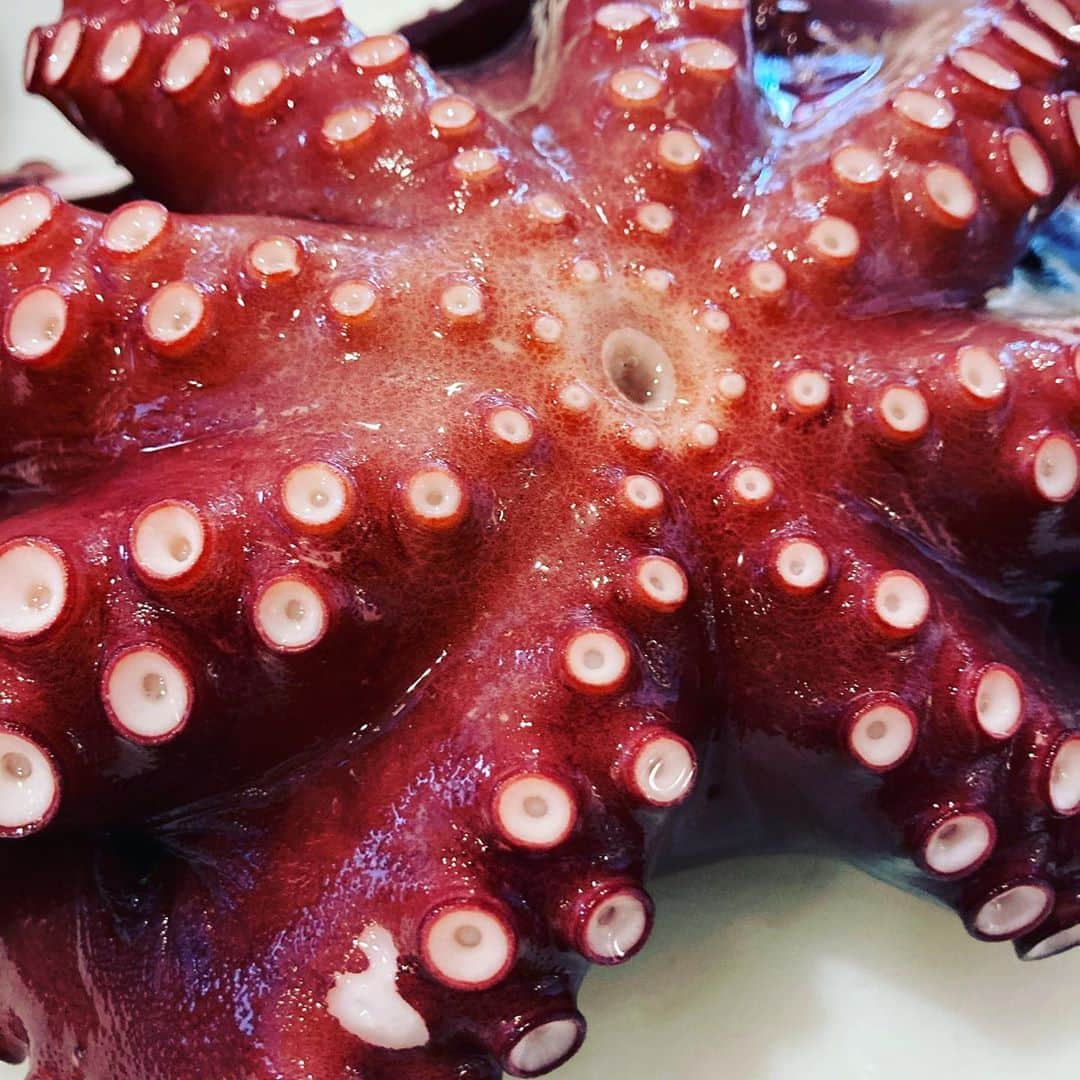 魚金さんのインスタグラム写真 - (魚金Instagram)「市場で活魚を買うと空気をパンパンに入れて出荷してくれます。  ビンビンの活タコをヌメリを塩でとってからとにかく揉む！ 30分位揉み続けるとタコの皮膚が鮫肌の様になり水掻きの所が締まってきます。この揉みが甘いと水掻きの所がぶよぶよだったり皮の赤い部分がズル剥けたりするんです。 桜煮などにする場合は又違う処理になるんですがお刺身用に茹で蛸するなら頑張って揉んでみましょう！  やっぱりマダコは旨いっす  仕入部　片之坂 #錦町#新橋#玉子#居酒屋#銀座#京橋#さんま#海鮮丼#刺身#吉祥寺#オイスター#池袋#さんま#ぶり#刺身盛り合わせ#パエリア#渋谷#魚好きと繋がりたい #レモンサワー#始めました#神楽坂#横浜グルメ#飲酒タグラム#野菜たっぷり#日本酒好きな人と繋がりたい #おべんとう記録 #マダコ#ステーキ#鳥 #yummy」8月12日 14時12分 - uokin_koho