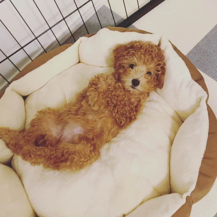 古川未鈴のインスタグラム：「めずらしく じっとしてます  #dog #犬 #チワプー  #ぱむ」