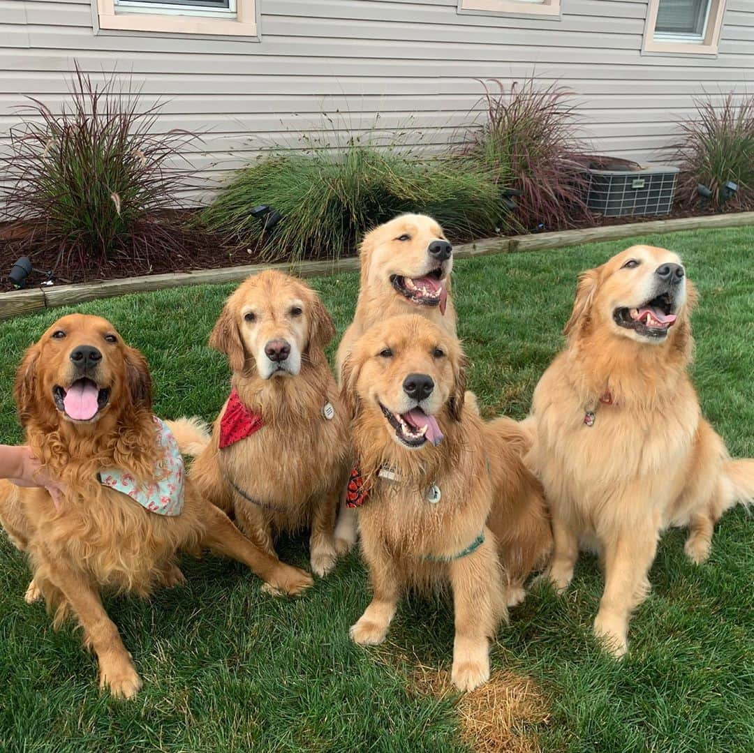 モヒートさんのインスタグラム写真 - (モヒートInstagram)「Well. We tried our best for a family photo 😂julep and reyka just wanted to play, Tanqueray wanted a treat, Mojito was pissed the others weren’t taking a photo shoot seriously and Killian was just excited to be included but he had no clue what was going on🤦‍♀️  ------------------------------- #chewy #goldensofig #goldenretriever  #goldenretrieversofinstagram #betterwithpets #dogsofig  #dogsofinstagram #fluffypack #gloriousgoldens #welovegoldens #ilovemydog #goldenlife #bestwoof #ProPlanDog #ilovegolden_retrievers #mydogiscutest #retrieversgram #dogsofcle #familygoals #cousins #thedodo #family」8月13日 0時21分 - mojito_rose_family