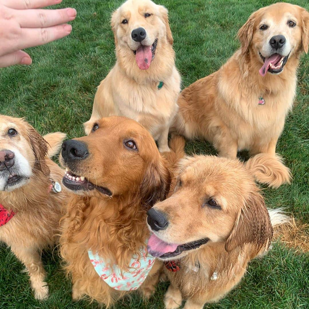 モヒートさんのインスタグラム写真 - (モヒートInstagram)「Well. We tried our best for a family photo 😂julep and reyka just wanted to play, Tanqueray wanted a treat, Mojito was pissed the others weren’t taking a photo shoot seriously and Killian was just excited to be included but he had no clue what was going on🤦‍♀️  ------------------------------- #chewy #goldensofig #goldenretriever  #goldenretrieversofinstagram #betterwithpets #dogsofig  #dogsofinstagram #fluffypack #gloriousgoldens #welovegoldens #ilovemydog #goldenlife #bestwoof #ProPlanDog #ilovegolden_retrievers #mydogiscutest #retrieversgram #dogsofcle #familygoals #cousins #thedodo #family」8月13日 0時21分 - mojito_rose_family