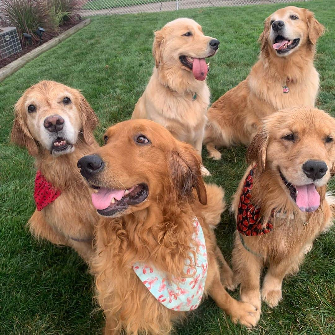 モヒートさんのインスタグラム写真 - (モヒートInstagram)「Well. We tried our best for a family photo 😂julep and reyka just wanted to play, Tanqueray wanted a treat, Mojito was pissed the others weren’t taking a photo shoot seriously and Killian was just excited to be included but he had no clue what was going on🤦‍♀️  ------------------------------- #chewy #goldensofig #goldenretriever  #goldenretrieversofinstagram #betterwithpets #dogsofig  #dogsofinstagram #fluffypack #gloriousgoldens #welovegoldens #ilovemydog #goldenlife #bestwoof #ProPlanDog #ilovegolden_retrievers #mydogiscutest #retrieversgram #dogsofcle #familygoals #cousins #thedodo #family」8月13日 0時21分 - mojito_rose_family