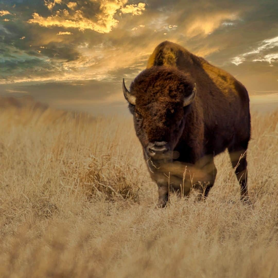 アメリカ内務省さんのインスタグラム写真 - (アメリカ内務省Instagram)「Roam, bison style, under a gorgeous sky. The magnificent Wichita Mountains Wildlife Refuge in #Oklahoma includes 8,570 acres of designated wilderness and beautiful places to roam. Home to approximately 650 American #bison, this stunning #prairie land also provides habitat for bison, white-tailed deer, elk, Texas longhorn cattle, and more than 240 bird and 50 mammal species. Photographer Debra Gail explains why this photo means something to her, "I am nearly overwhelmed by the emotions I feel when having the opportunity to #photograph in this extraordinary place. I love the bison's symbolism because they are the largest land animal in the United States, and the refuge is on the #GreatPlains, a land on which I feel most connected." Photo courtesy of Debra Gail (@Debragailphotography). #UsInterior #RecreateResponsibly」8月13日 0時22分 - usinterior