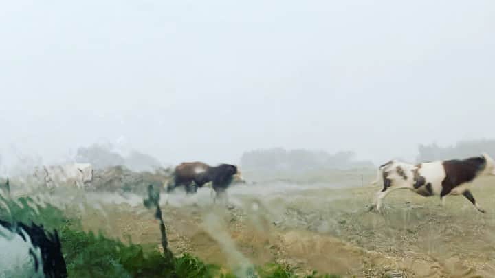 リリー・コールのインスタグラム：「Naval of France. Sound on. Poor cows being pelted by invisible hands in the sky. . Second video shot by @sallypotter.director ‘s partner in crime, Christopher (not me whilst driving!) #electricroadtrip」