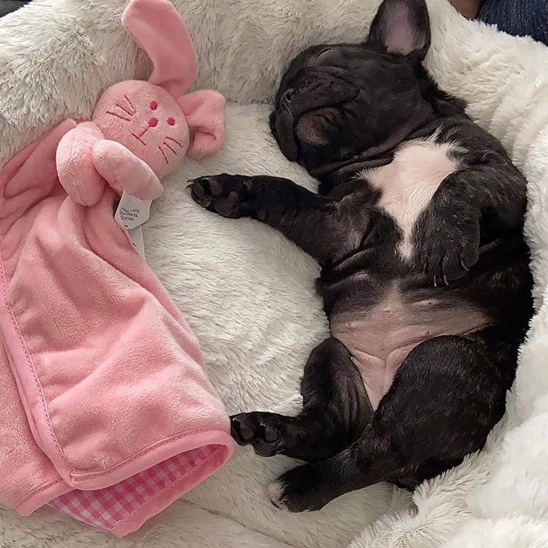 French Bulldogさんのインスタグラム写真 - (French BulldogInstagram)「Do You still sleep with a Soft Toy at night? 🙈 📷 by @lunathefrenchie_2020 ⬇️Tag a Frenchie Owner ⬇️ . . . . . #frenchiephotos #frenchielove #frenchielife #frenchiebulldog #batpig #instacute #dogsofinstagram #frogdog #squishyfacecrew #frenchiesociety #frenchiesofinstagram #buhi #frenchieproblems #cuteclub #frenchieworld #frenchbulldoglovers #frenchbulldoglife #frenchiepuppy #frenchiesoverload #ilovemyfrenchie #ilovemydog #bestwoof #ruffpost #dogsofinstagram #goteamfrenchie #frenchieloveandpawsitivity #puppawsitivity」8月13日 0時57分 - frenchie.world