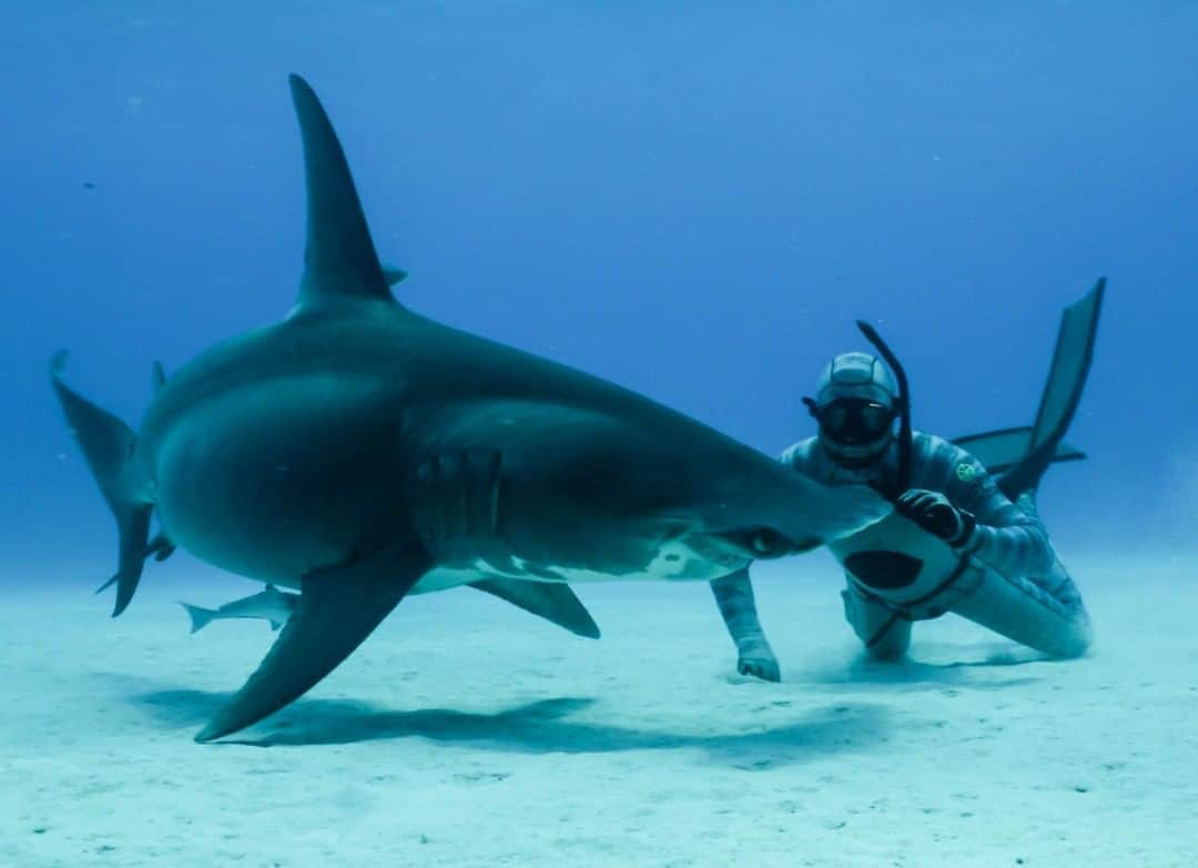 アニマルプラネットさんのインスタグラム写真 - (アニマルプラネットInstagram)「@forrest.galante’s shark photos are unreal.  . . . . . . #forrestgalante #extinctoralive #sharkweek #sharks #discoverychannel #sharkpickles #sharkweek2020 #animalplanet #saltwater #ocean #pictureoftheday #photooftheday」8月13日 1時00分 - animalplanet