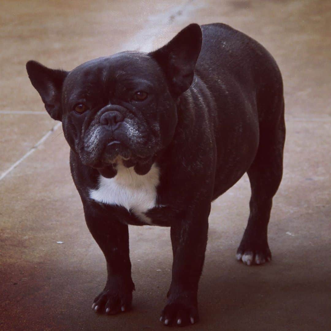 Regeneratti&Oliveira Kennelさんのインスタグラム写真 - (Regeneratti&Oliveira KennelInstagram)「Hello cutie 😚 #frenchbulldog #frenchie #cutie」8月13日 1時20分 - jmarcoz