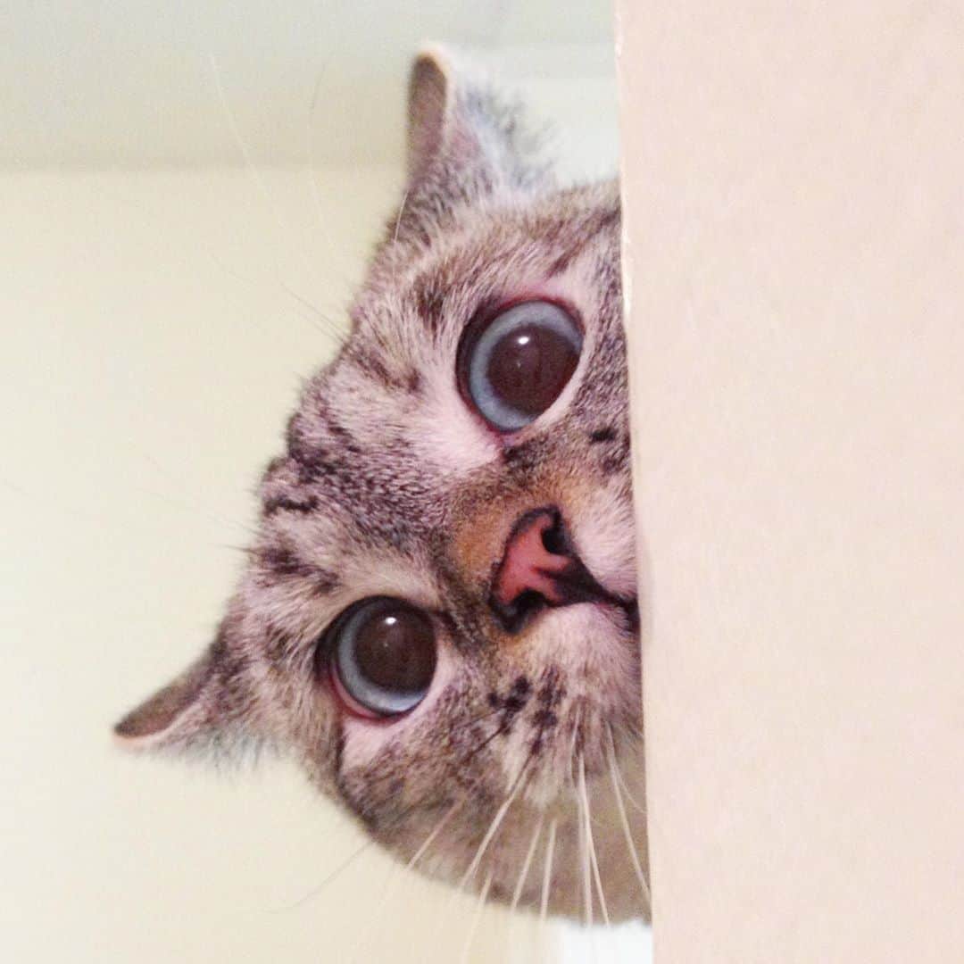 nala_catさんのインスタグラム写真 - (nala_catInstagram)「The original Peek A Boo photo😘 Ask me anything! Responding to comments all day today! 🥰」8月13日 1時31分 - nala_cat