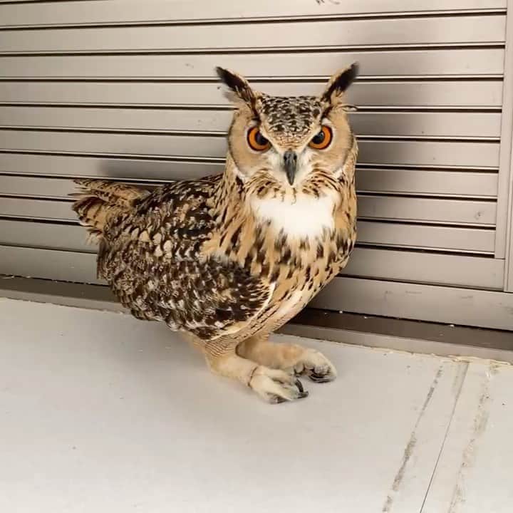 GEN3 Owlのインスタグラム：「脚がお好きな方へ I know you like legs. #owl #owlgaru」