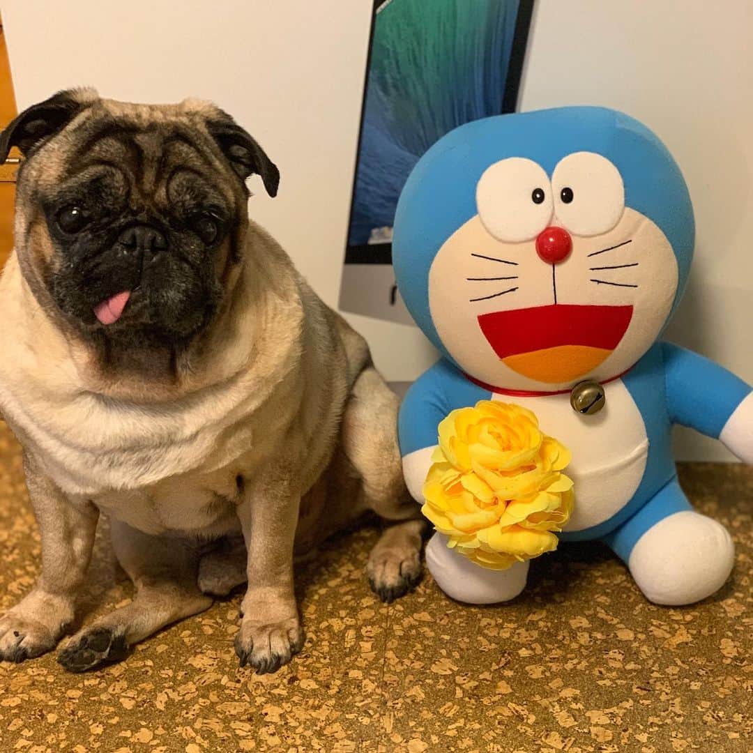 gontaのインスタグラム：「Gonta is 10 years old 50th anniversary of Doraemon.🎉#keelyafternoontea #Gonta2#speakpug #smilingpugs #pugjapan #pug #love #pugsofuinstagram #zerozeropug #pugshit #worldofpug」