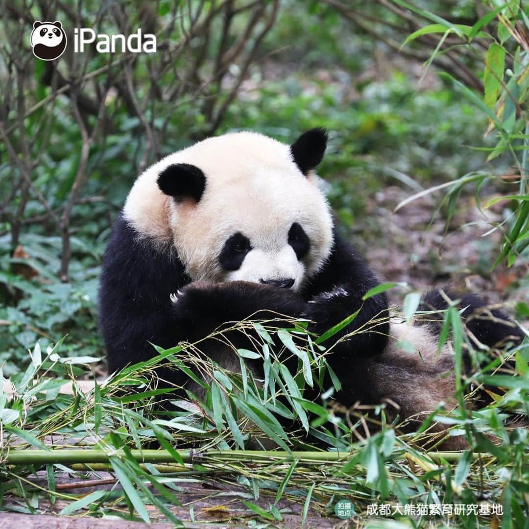 iPandaさんのインスタグラム写真 - (iPandaInstagram)「Please bring me milk, nanny! I am so hungry that I have to lick my toes to replenish the energy. 🐼 🐼 🐼 #Panda #iPanda #Cute #PandaPic」8月12日 17時28分 - ipandachannel