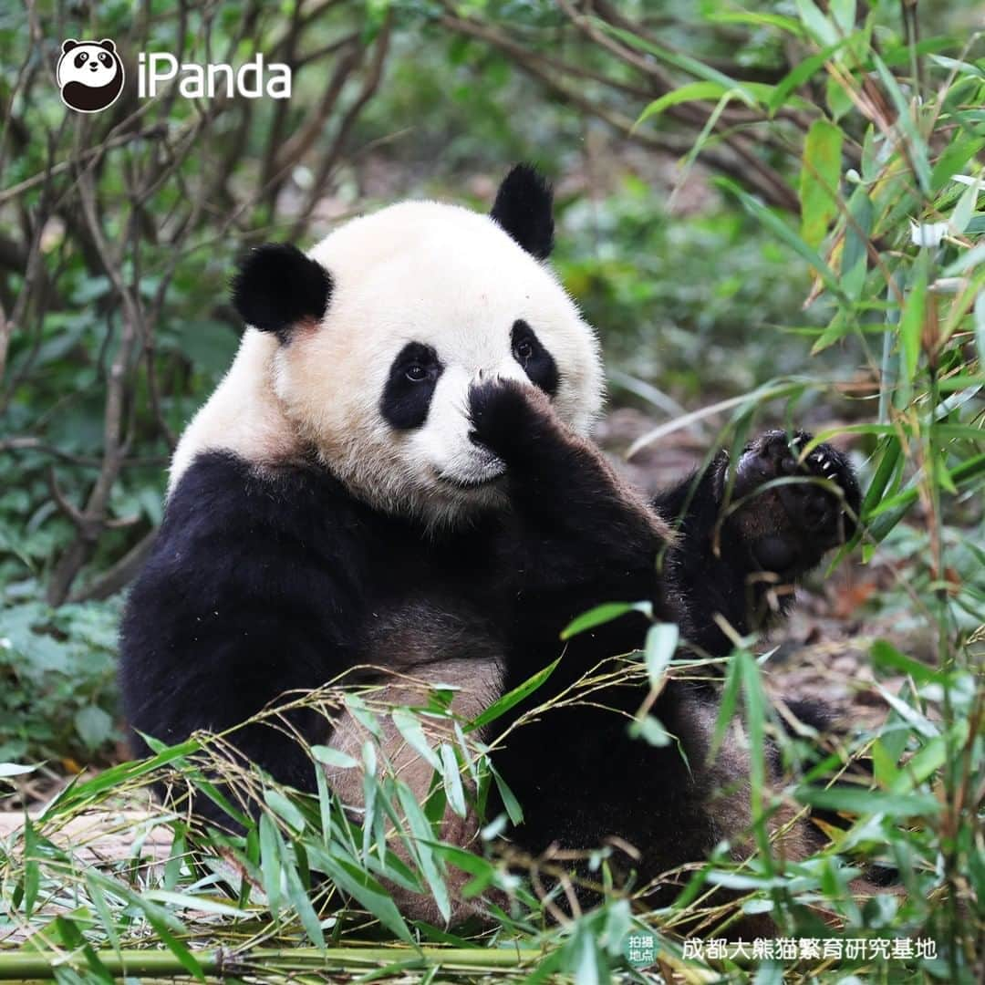 iPandaさんのインスタグラム写真 - (iPandaInstagram)「Please bring me milk, nanny! I am so hungry that I have to lick my toes to replenish the energy. 🐼 🐼 🐼 #Panda #iPanda #Cute #PandaPic」8月12日 17時28分 - ipandachannel