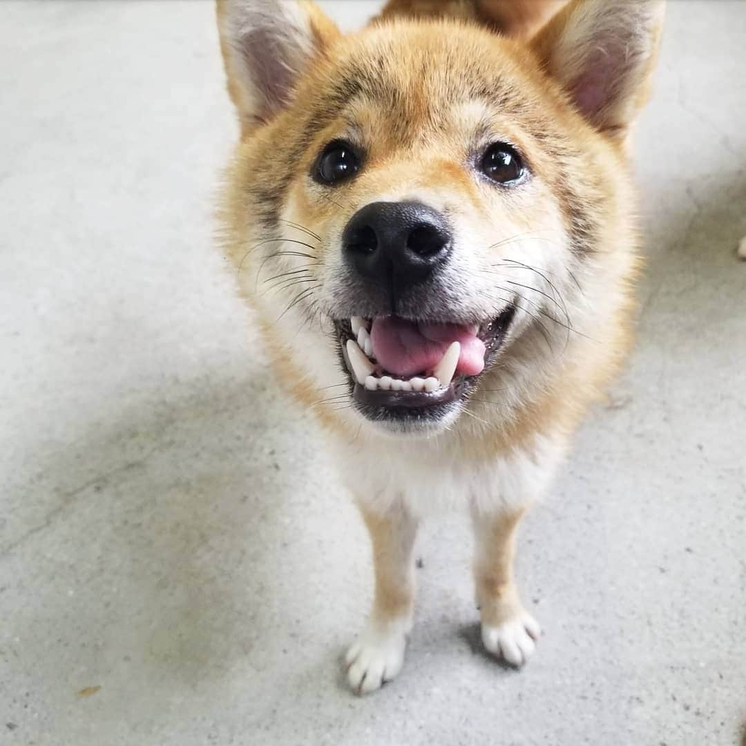 柴犬たま Shibainu Tamaさんのインスタグラム写真 - (柴犬たま Shibainu TamaInstagram)「ハッピーボーイ☺️﻿ ﻿﻿﻿ Caption trans🇬🇧﻿﻿﻿ Happy boy☺️﻿ ﻿﻿﻿ #たま家族 #柴犬コイ #笑顔 #カモメ眉毛 #カモメ眉 #ハートマーク #ふわもこ #かなりひし形﻿ #柴犬 #shiba #shibainu #shibastagram #犬 #dog #柴犬子犬 #子犬 #shibapuppy #shibainupuppy #puppy」8月12日 17時31分 - tama7653