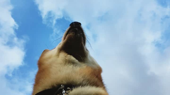 Shibainu Pontaのインスタグラム