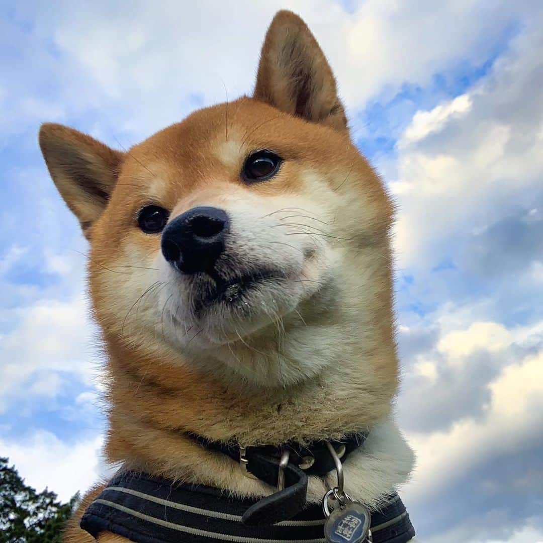 Shibainu Pontaのインスタグラム