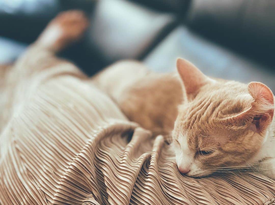 藤田敦子さんのインスタグラム写真 - (藤田敦子Instagram)「ㅤㅤㅤ ぬこ @nuco.waka のbefore🐱→after💤 わか様がきても、この人はいつまでも甘えん坊❤️」8月12日 17時39分 - blenda0305