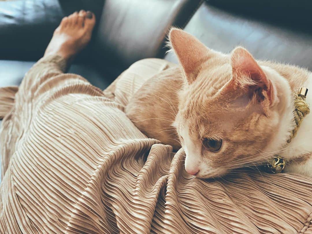 藤田敦子のインスタグラム：「ㅤㅤㅤ ぬこ @nuco.waka のbefore🐱→after💤 わか様がきても、この人はいつまでも甘えん坊❤️」