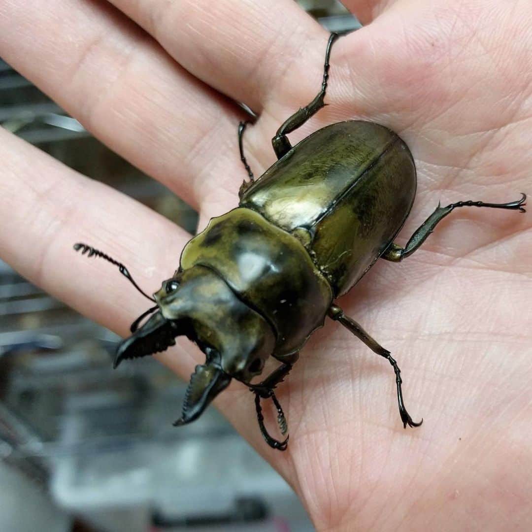 The Japan Timesさんのインスタグラム写真 - (The Japan TimesInstagram)「Rhinoceros beetles and stag beetles, respectively known as "kabutomushi" (literally meaning “Samurai helmet insect”) and "kuwagata" in Japanese, have long been firm favorites with Japanese children and insect enthusiasts. Many people keep them as pets or breed them, raising them from eggs to full-grown adults, while others pit them against each other in fighting tournaments, sometimes with cash prizes. Beetle On is a specialist store in Tokyo’s Ota Ward that sells rhinoceros beetles and stag beetles, equipment for keeping and breeding them, and various other beetle-related toys and paraphernalia. Certain species, such as Hercules beetles, will typically retail for between ¥50,000 and ¥100,000, meaning these bugs are big business. Click on the link in our bio for the full story. 📸 Andrew McKirdy . . . . . . #Japan #Tokyo #bug #bugs #insects #nature #travel #japantravel #japantimes #日本 #東京 #虫 #カブト虫 #カブトムシ #自然 #趣味 #虫取り #ジャパンタイムズ #🐜」8月12日 17時53分 - thejapantimes