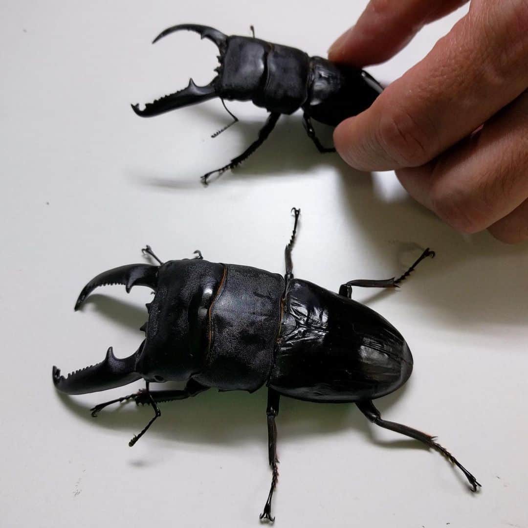 The Japan Timesさんのインスタグラム写真 - (The Japan TimesInstagram)「Rhinoceros beetles and stag beetles, respectively known as "kabutomushi" (literally meaning “Samurai helmet insect”) and "kuwagata" in Japanese, have long been firm favorites with Japanese children and insect enthusiasts. Many people keep them as pets or breed them, raising them from eggs to full-grown adults, while others pit them against each other in fighting tournaments, sometimes with cash prizes. Beetle On is a specialist store in Tokyo’s Ota Ward that sells rhinoceros beetles and stag beetles, equipment for keeping and breeding them, and various other beetle-related toys and paraphernalia. Certain species, such as Hercules beetles, will typically retail for between ¥50,000 and ¥100,000, meaning these bugs are big business. Click on the link in our bio for the full story. 📸 Andrew McKirdy . . . . . . #Japan #Tokyo #bug #bugs #insects #nature #travel #japantravel #japantimes #日本 #東京 #虫 #カブト虫 #カブトムシ #自然 #趣味 #虫取り #ジャパンタイムズ #🐜」8月12日 17時53分 - thejapantimes